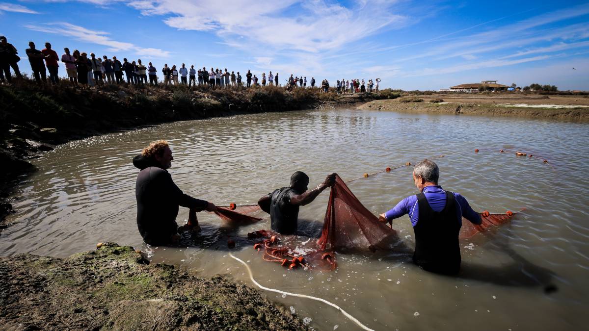 Las fotos del despesque en las salinas de Chiclana por la Semana del Pescado de Estero