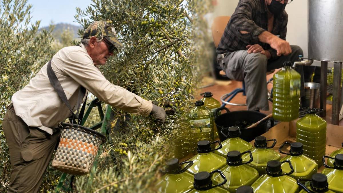 Cañamero recuerda su infancia de posguerra a través del aceite: 