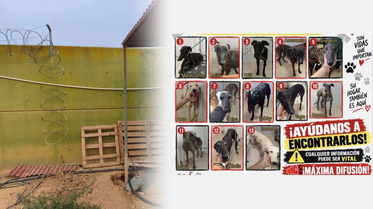 Asaltan un refugio animal de la provincia de Sevilla y se llevan 13 galgos: algunos estaban a punto de encontrar un hogar