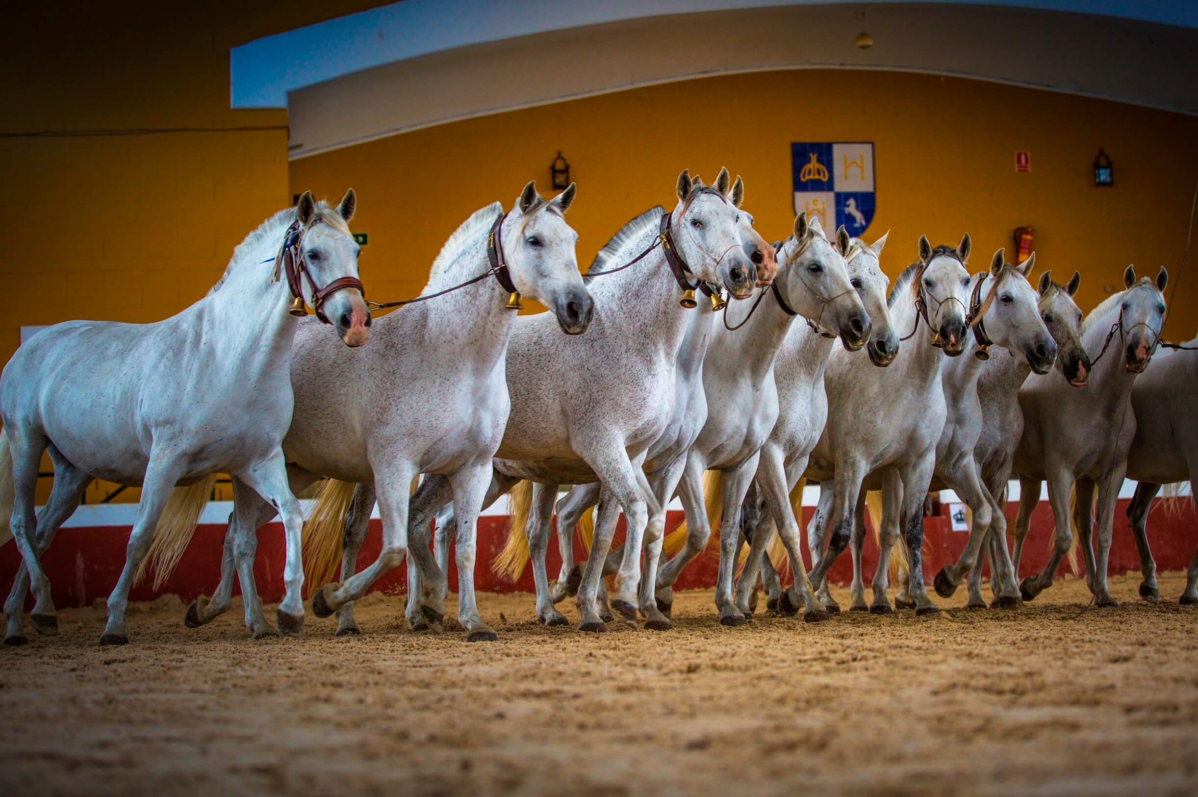 Caballos, las Fiestas de la Vendimia y una buena causa: la Yeguada del Hierro del Bocado celebra su gala benéfica en Jerez