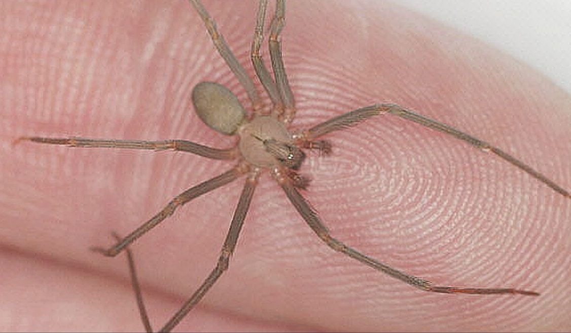 Esta es la araña violinista, una de las más peligrosas del mundo. 