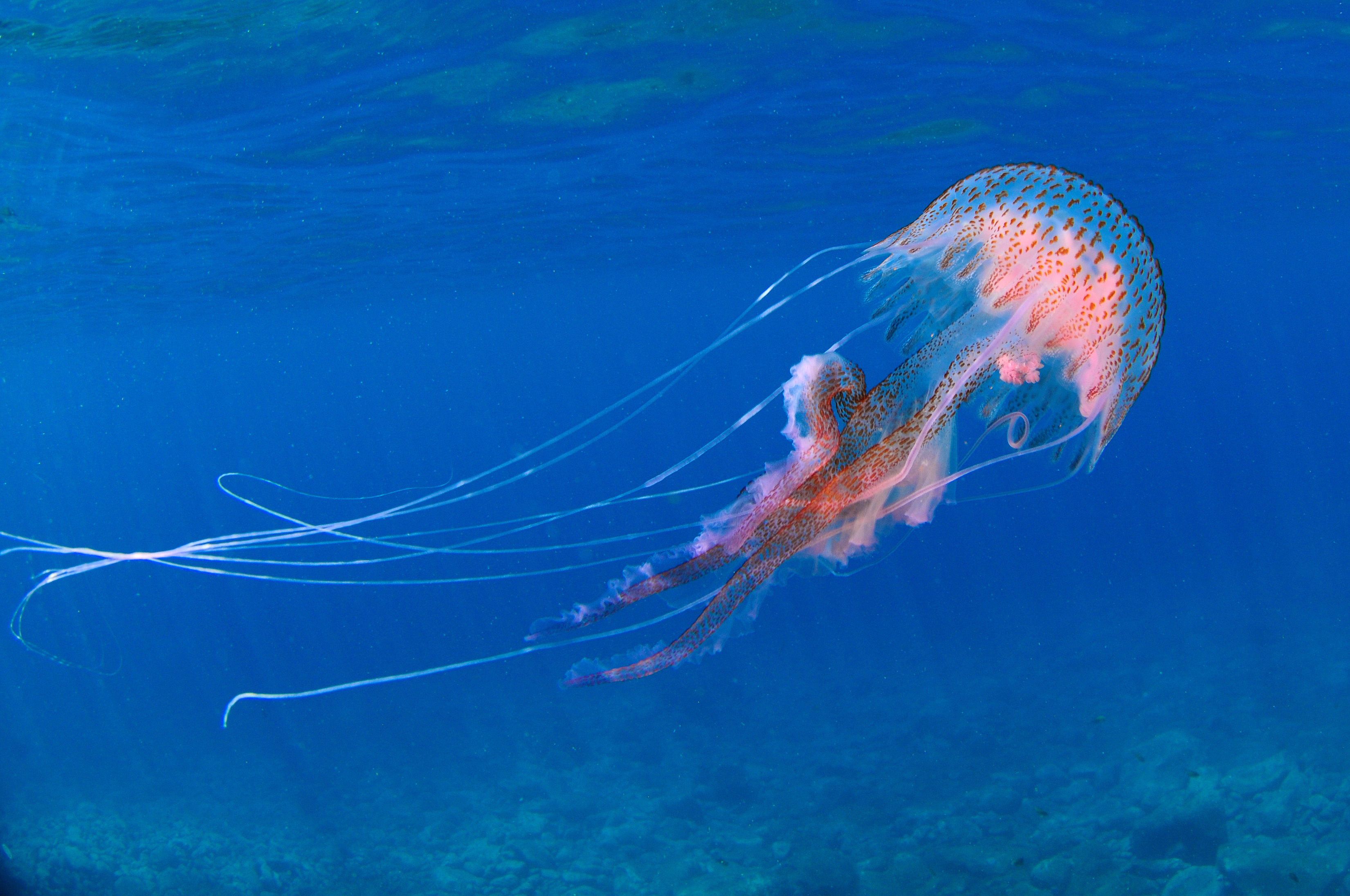 Pelagia noctiluca. - Pelagia noctiluca.