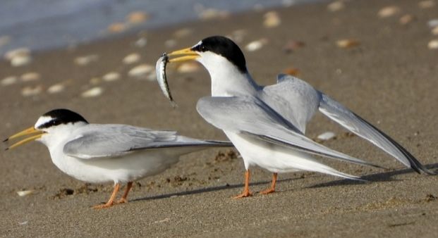 Pareja de charrancitos. El macho ofrece un pequeño pez a la hembra durante el cortejo. - 