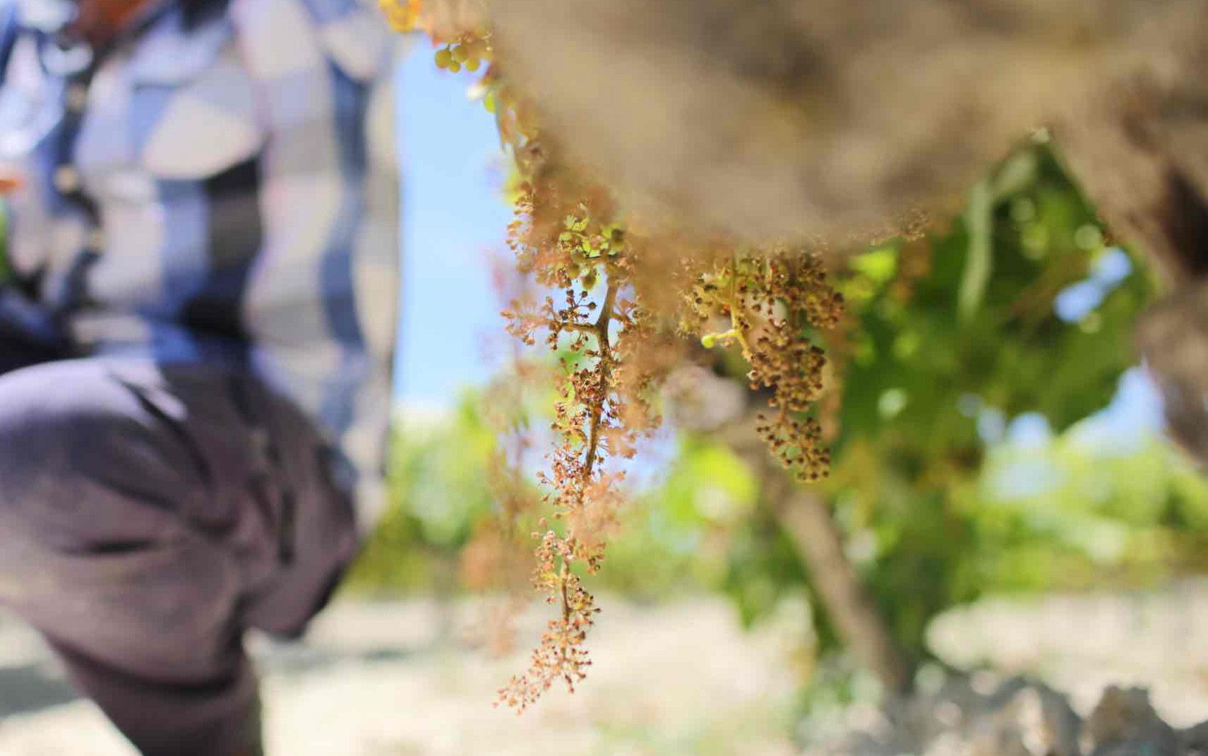 Las cooperativas estiman que el mildiu se lleva más del 80% de la uva de Condado de Huelva y casi el 90% de Málaga