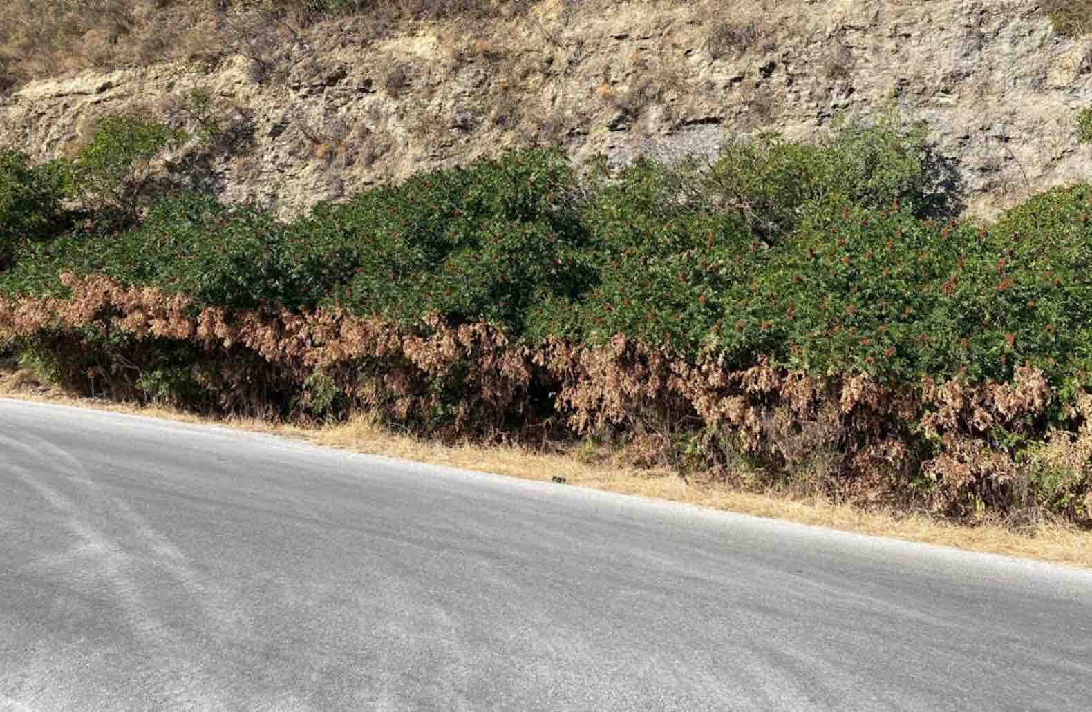 Zona forestal dañada por herbicidas. - 