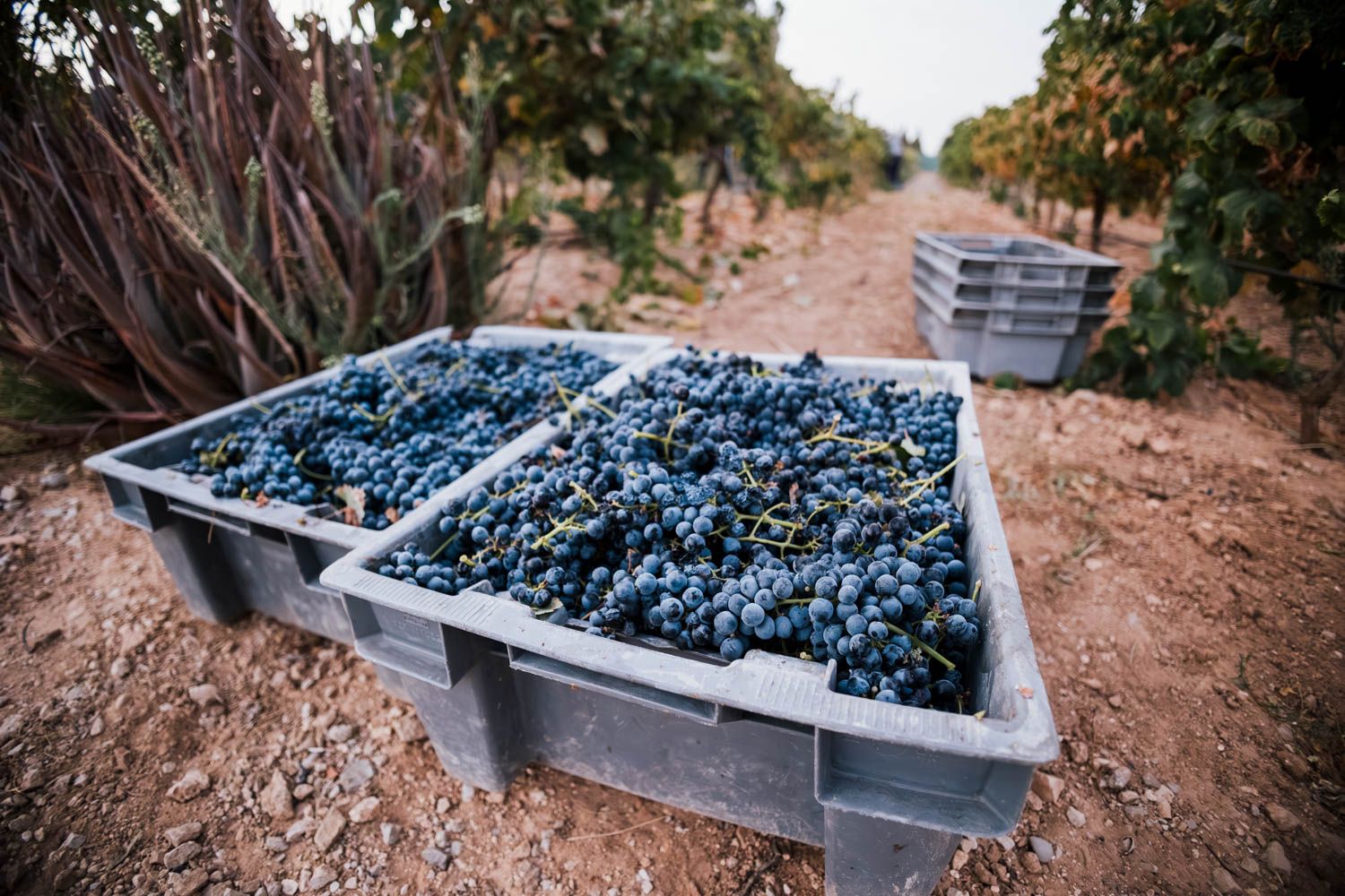 Unas cuantas razones de por qué la uva Tintilla de Rota no es igual que la Graciano