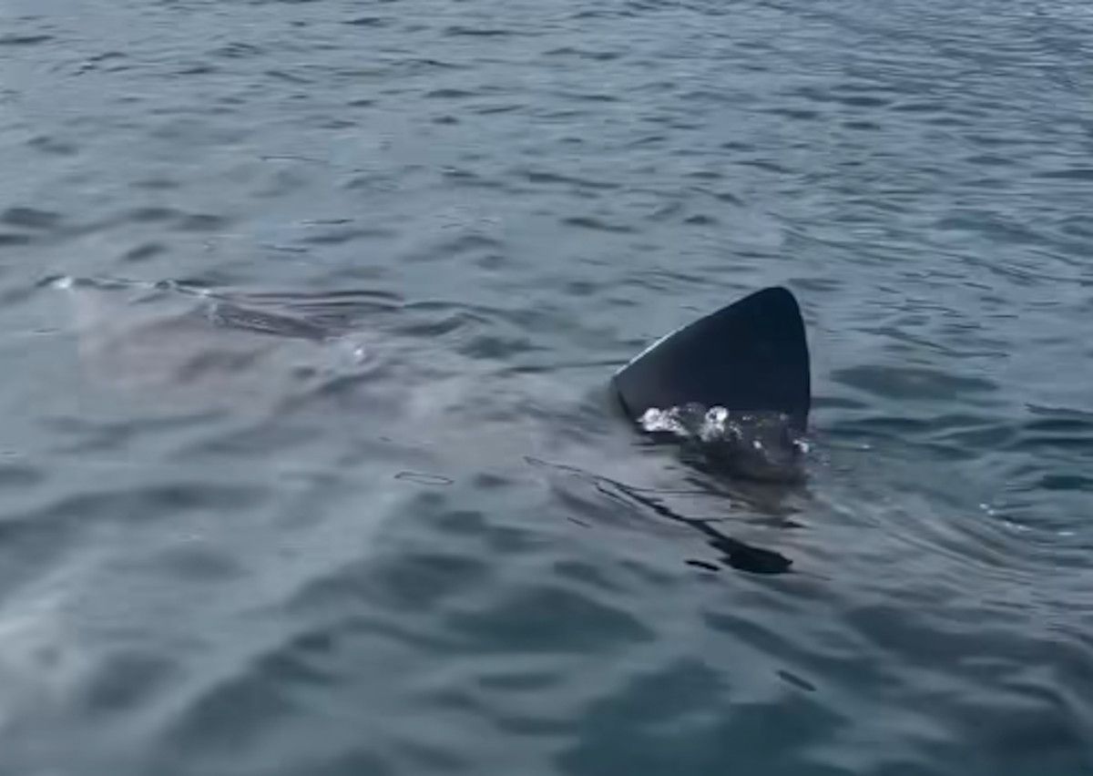 Un visitante inesperado se deja ver en la costa de Granada: un tiburón azul nada a plena luz del día