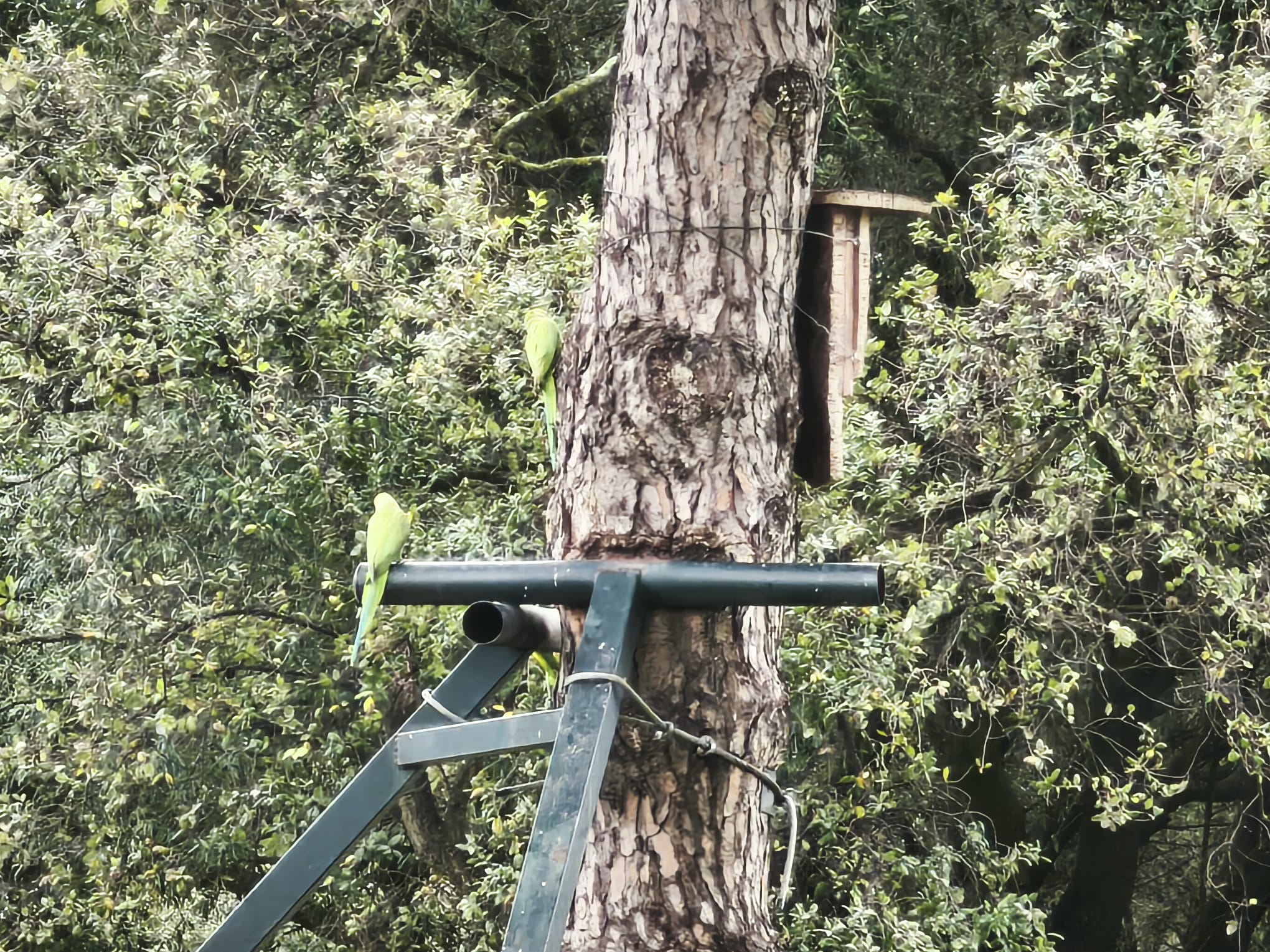 Cómo coser un árbol. - 
