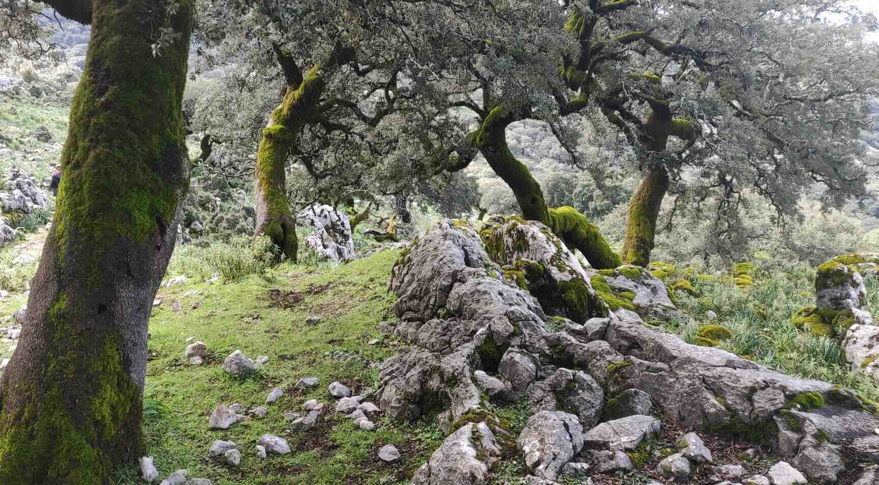 Al encuentro de la primavera: un paseo por la Sierra del Endrinal, desde el nacimiento del Guadalete