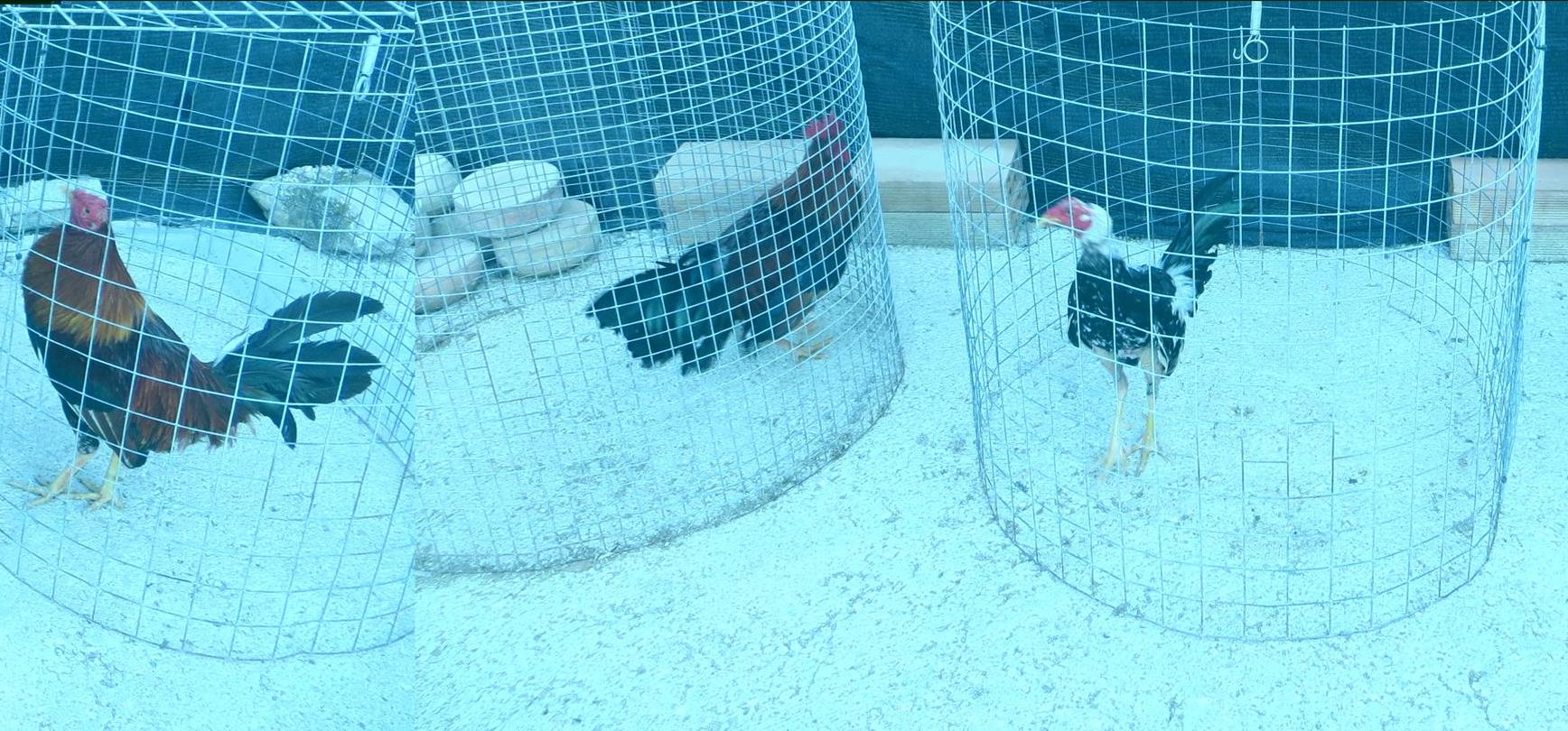 Gallos de pelea mueren en Sevilla tras ser decomisados por la Policía Local