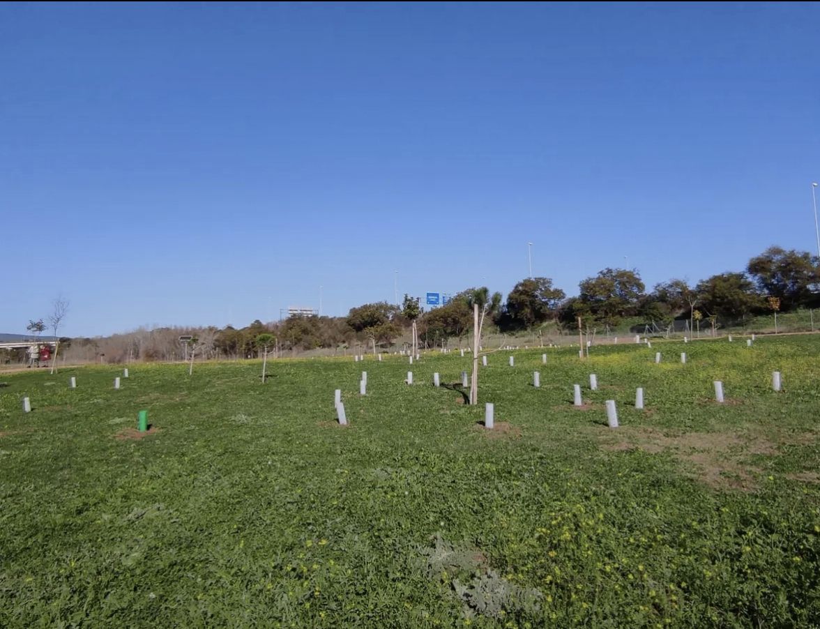 Una plantación de árboles. - 