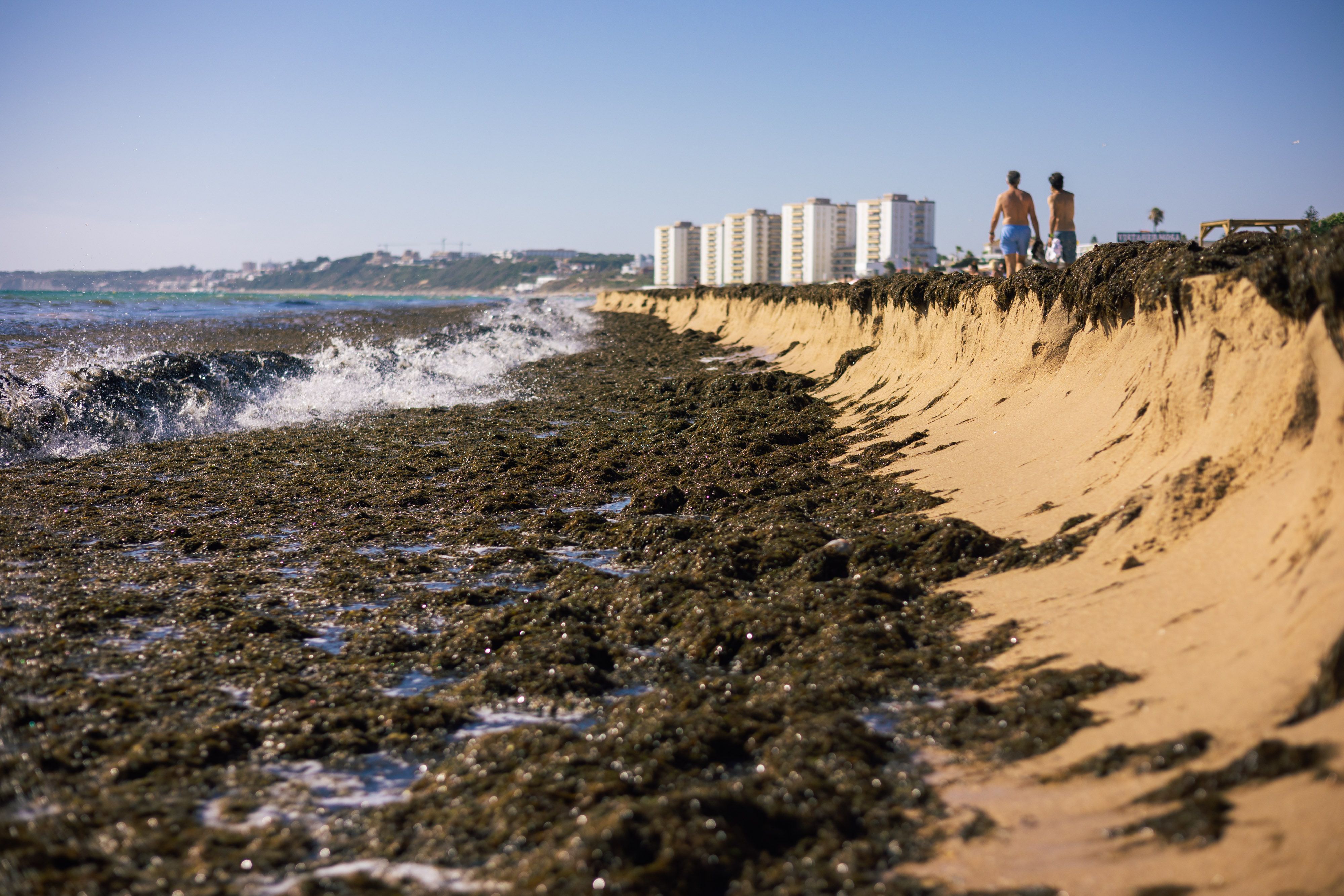 El Puerto y Cádiz reciben por primera vez ayudas para limpiar sus playas del alga invasora que avanza en el litoral