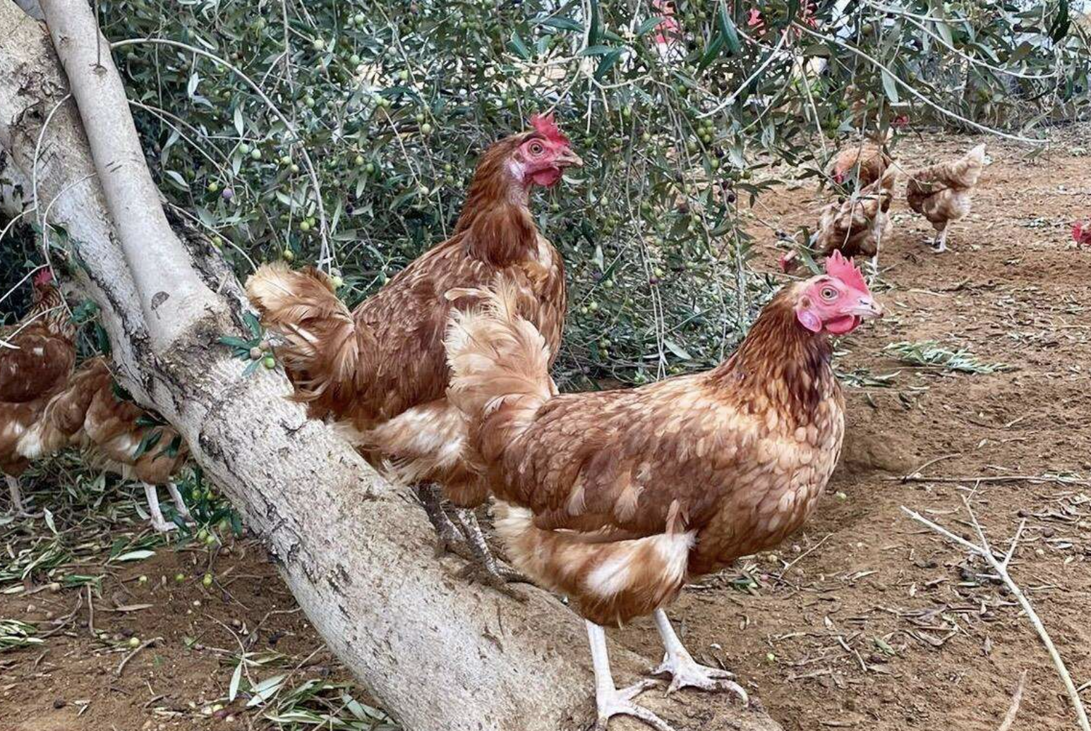 Tres gallos de pelea heridos en un vehículo llevan a investigar a dos personas en Castellar