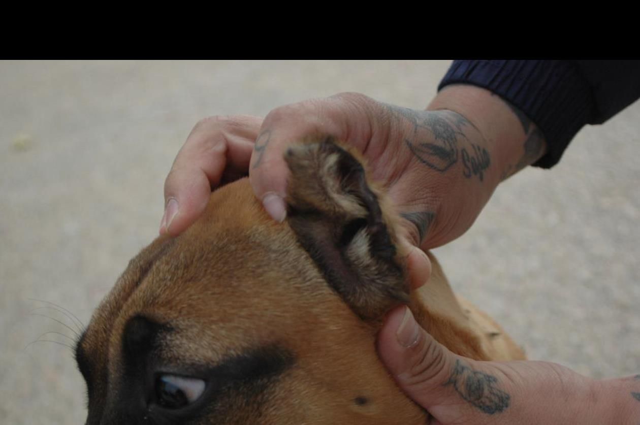 Un caso terrible de maltrato animal salpica a Cádiz: cachorros de perros con orejas mutiladas