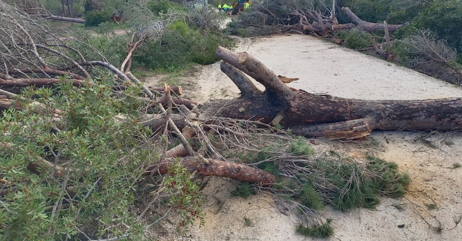 Árboles, muros caídos y contenedores 'volando' tras el paso de un tornado por Conil