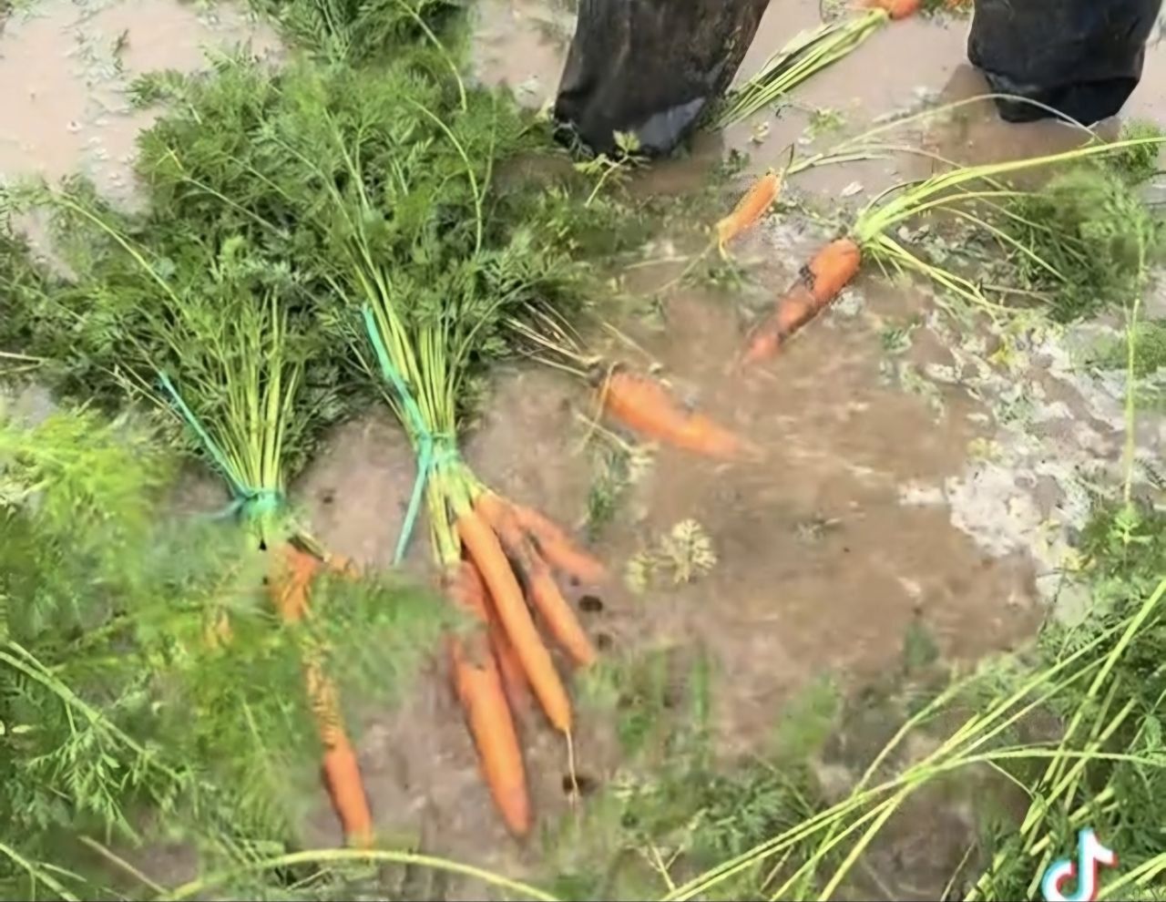 Zanahorias flotando o 'papas' submarinas: la lluvia destroza los cultivos en Sanlúcar