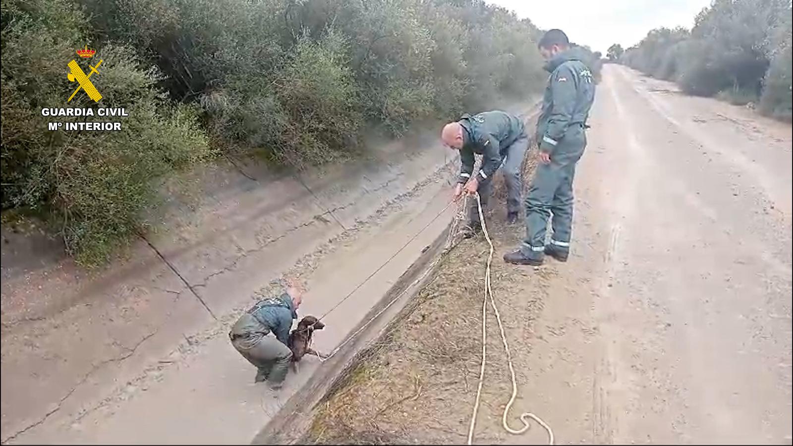 Rescate de los perros por parte de la Guardia Civil. - 