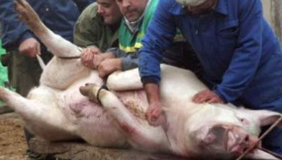 Matanza del cerdo en una imagen de archivo. - 