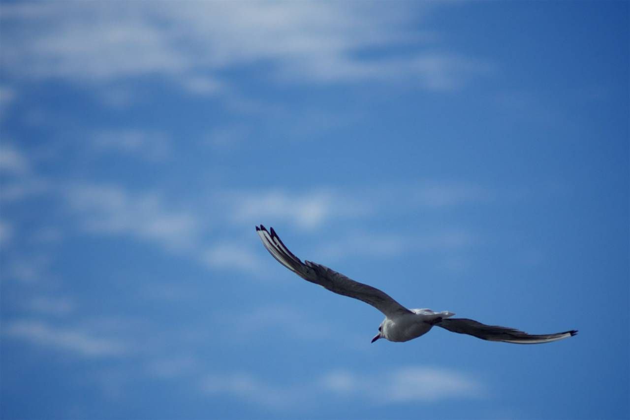 De libertate. Un pájaro volando 