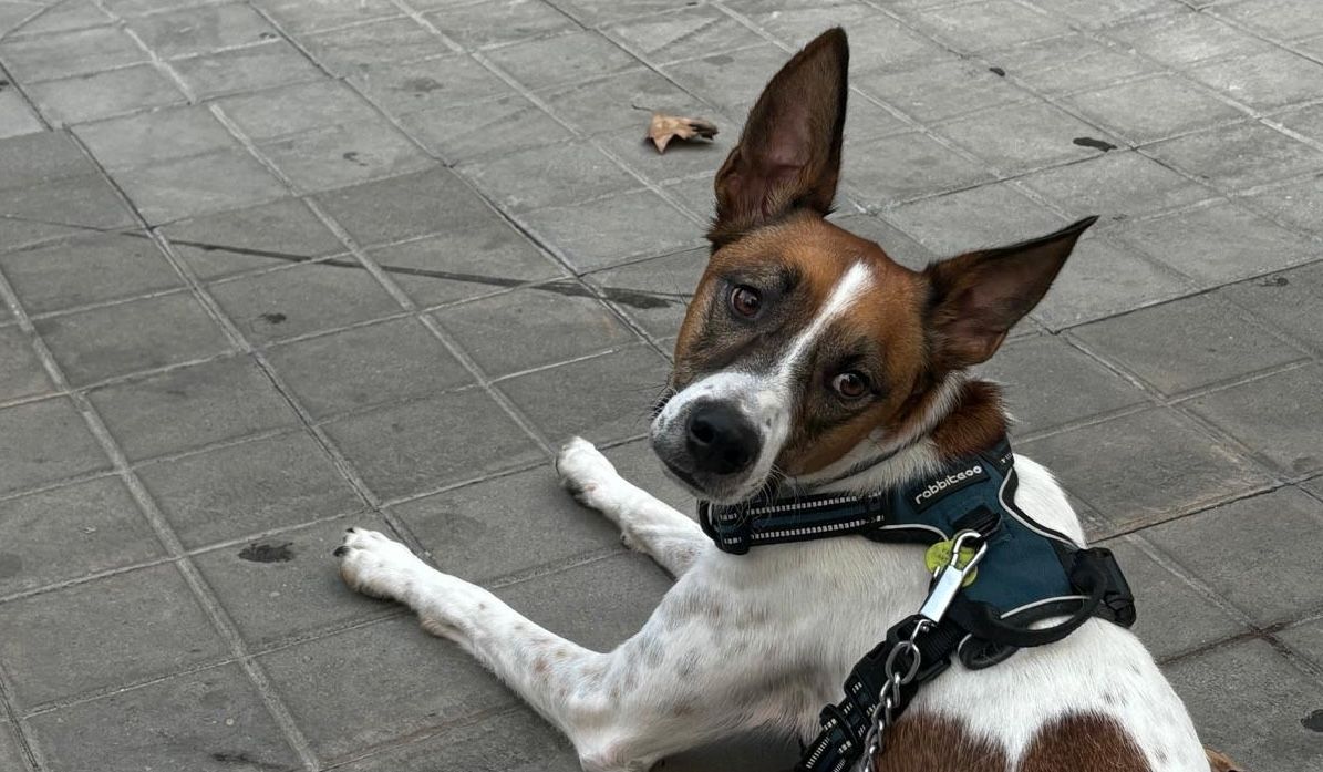 El perro Pepe, durante un paseo. - 