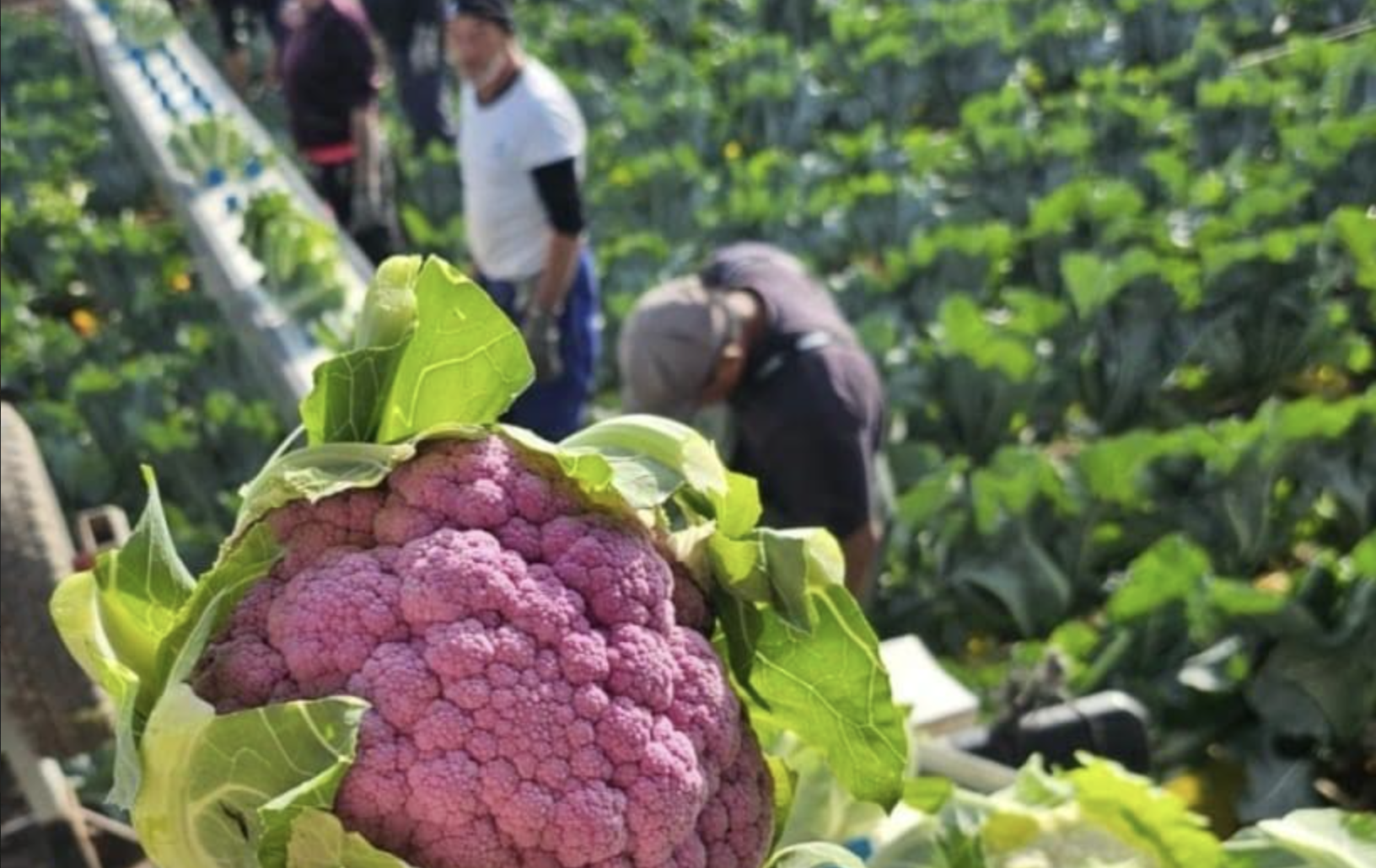 El trueque con Mercosur: matar al sector agrario para vender más coches. - 