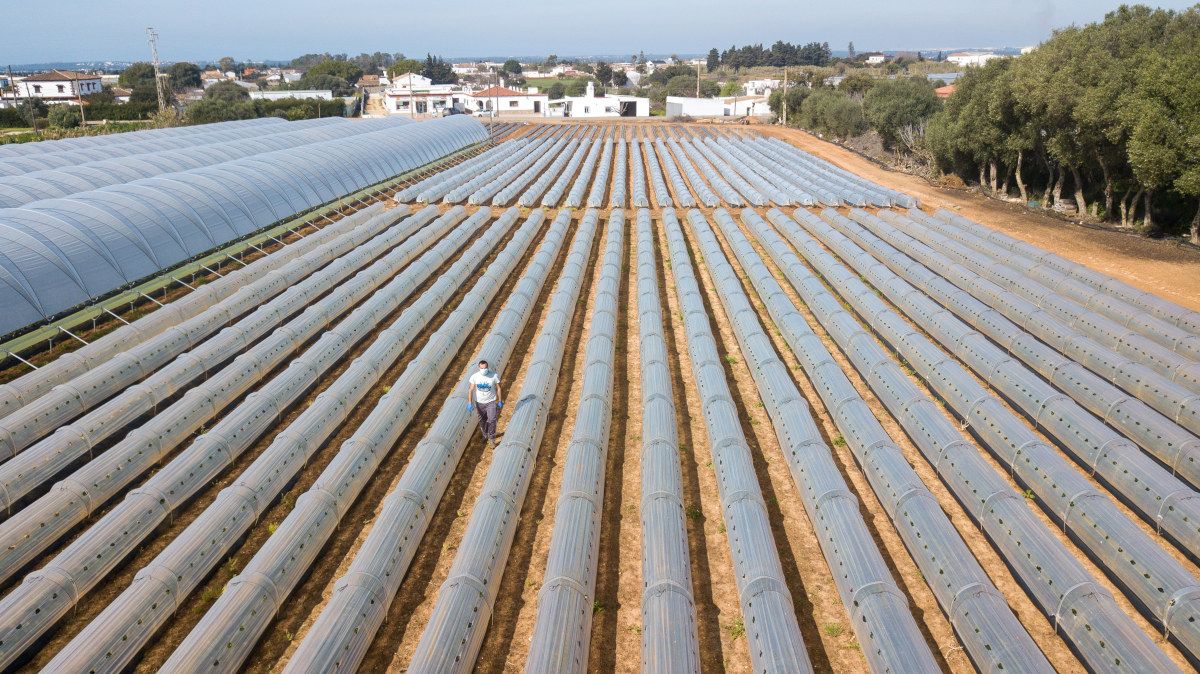 Pedro Gil, joven agricultor de fresas en Conil. - JUAN CARLOS TORO