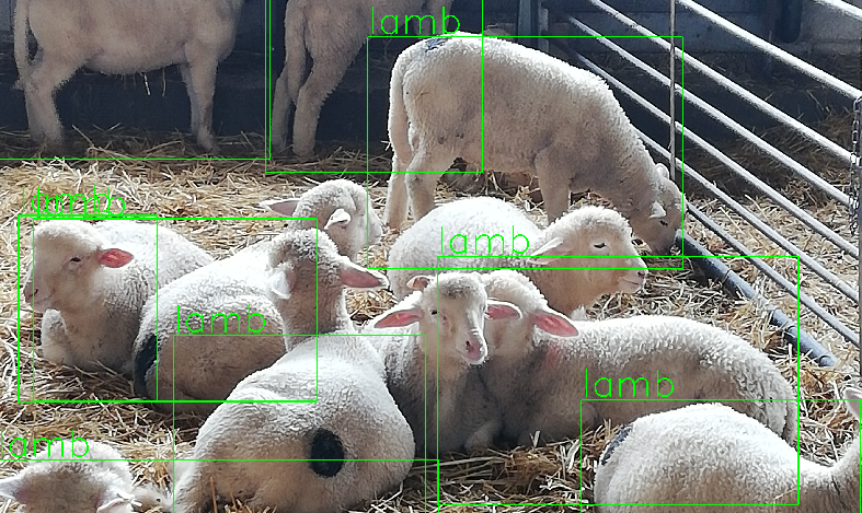 Un sistema de identificación del ganado, que funciona con inteligencia artificial desarrollado por cooperativas andaluzas. - 