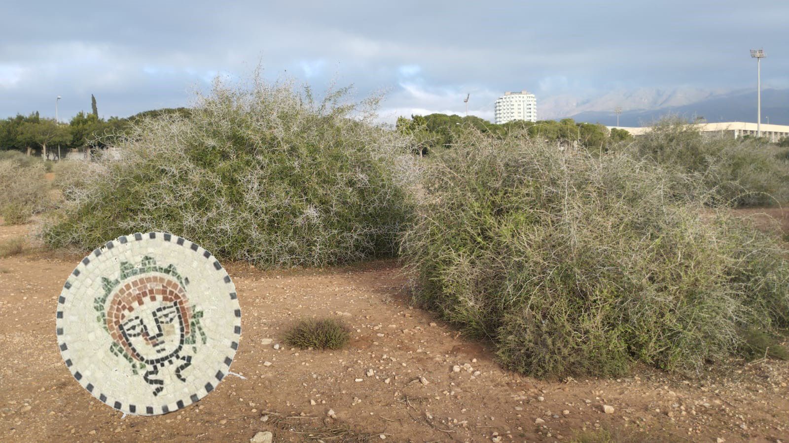 Medusa en el bosque de los iguales, en Almería. - 
