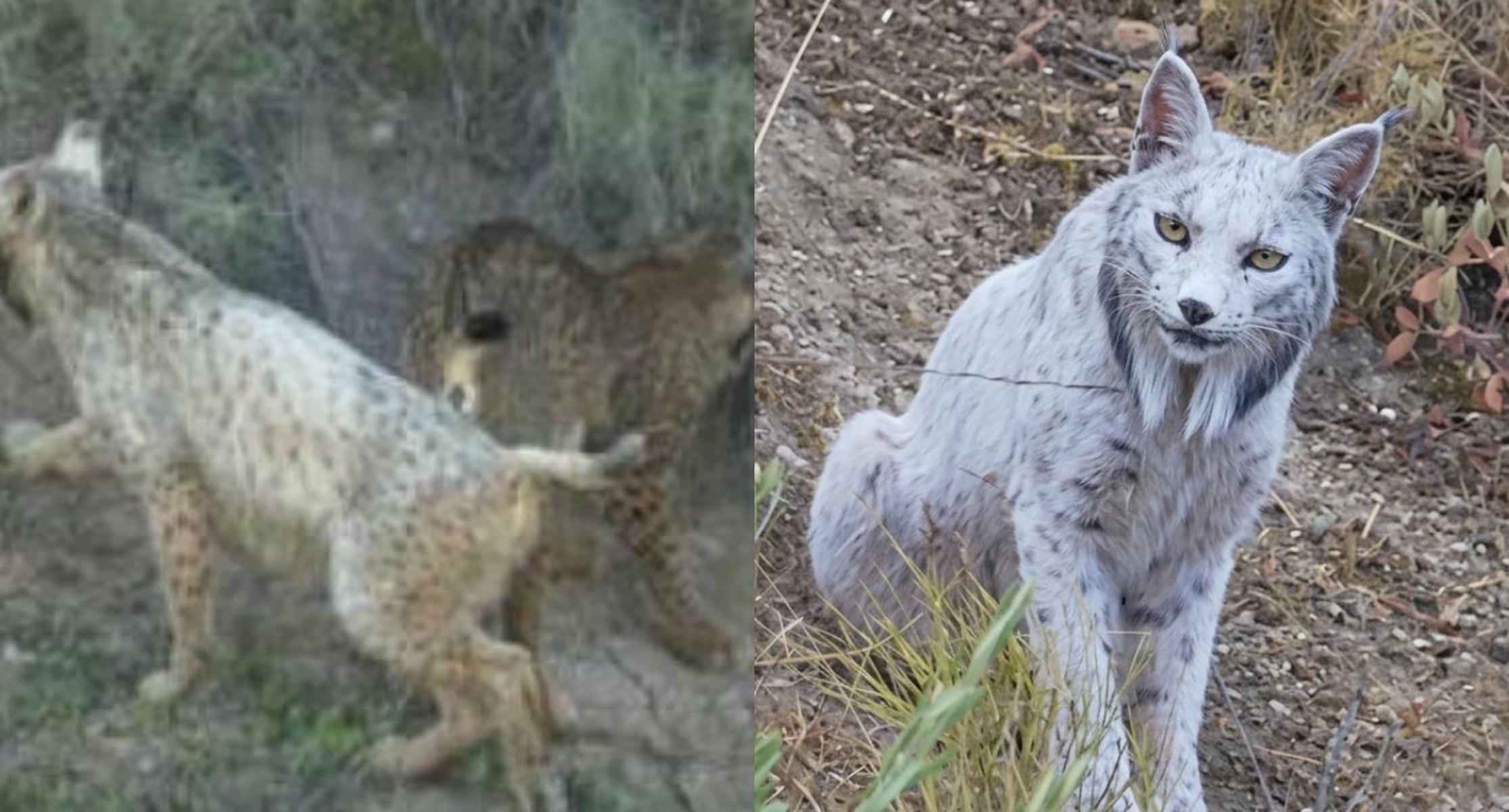 La misteriosa transformación del lince ibérico blanco de Jaén: los expertos no encuentran una explicación