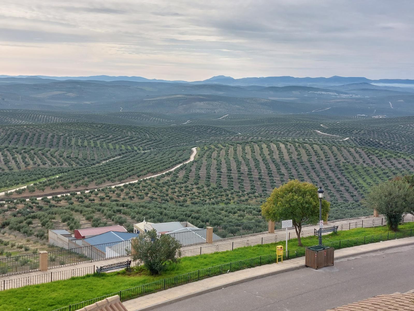 Imagen de un olivar de Jaén. - 