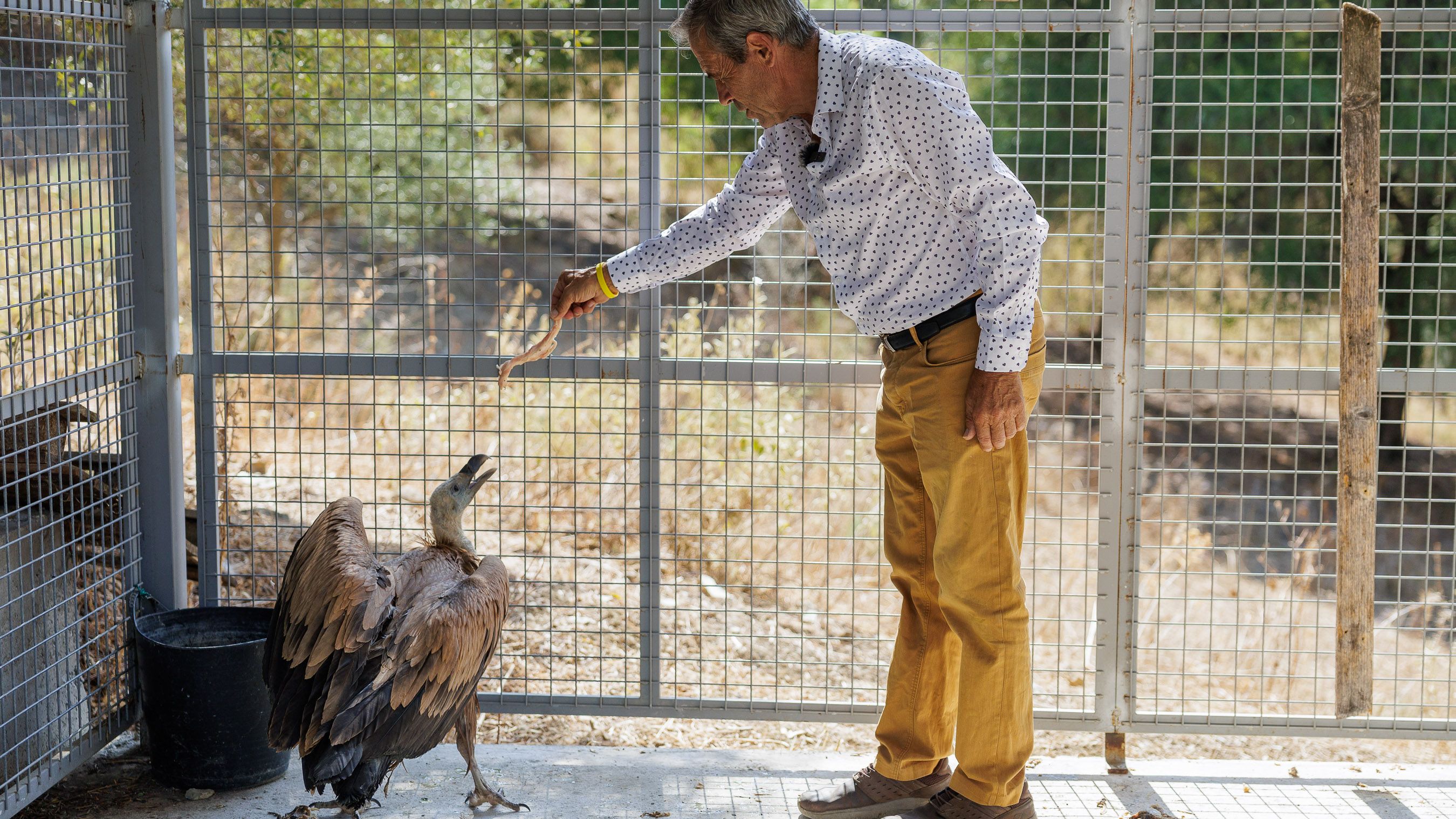 Un ejemplar profesor animalista de Ubrique logra salvar 26 buitres con cariño a falta de carroña