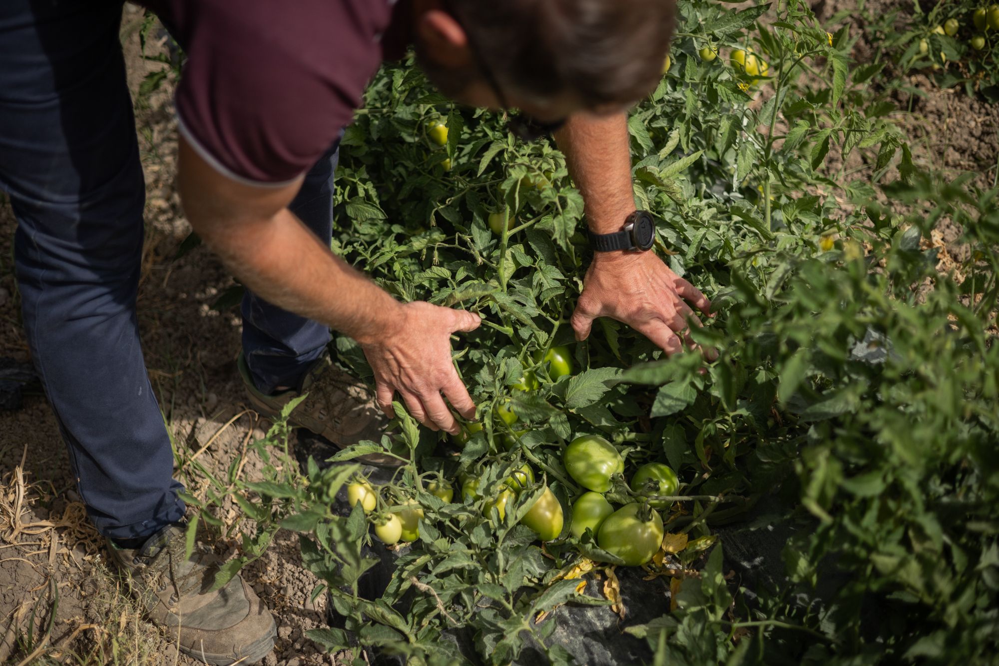 La Junta adelanta 775 millones de la PAC a más de 187.600 agricultores y ganaderos