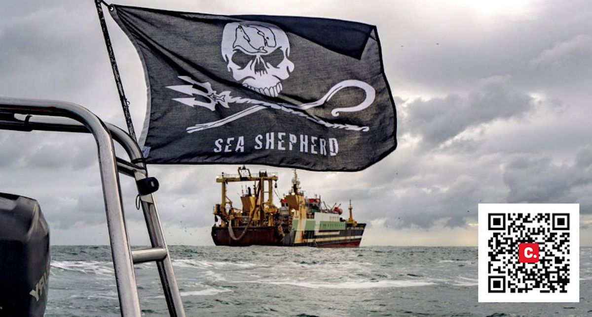 Sea Shepherd, los pastores del mar.  - 
