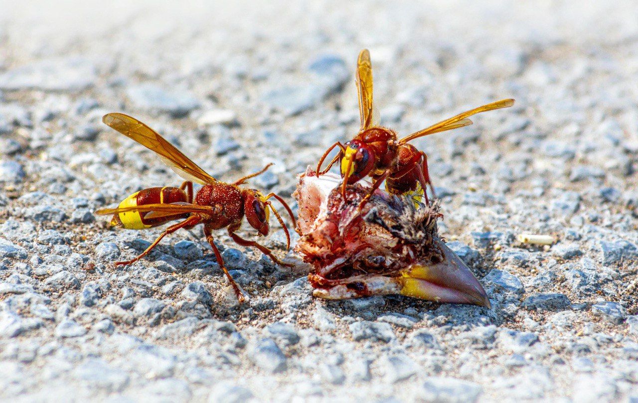 El avispón oriental se multiplica en Andalucía: Málaga, entre los grandes focos de una amenaza para las abejas