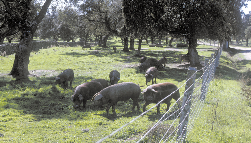 Cerdos ibéricos en montanera en la comarca de Los Pedroches. - 