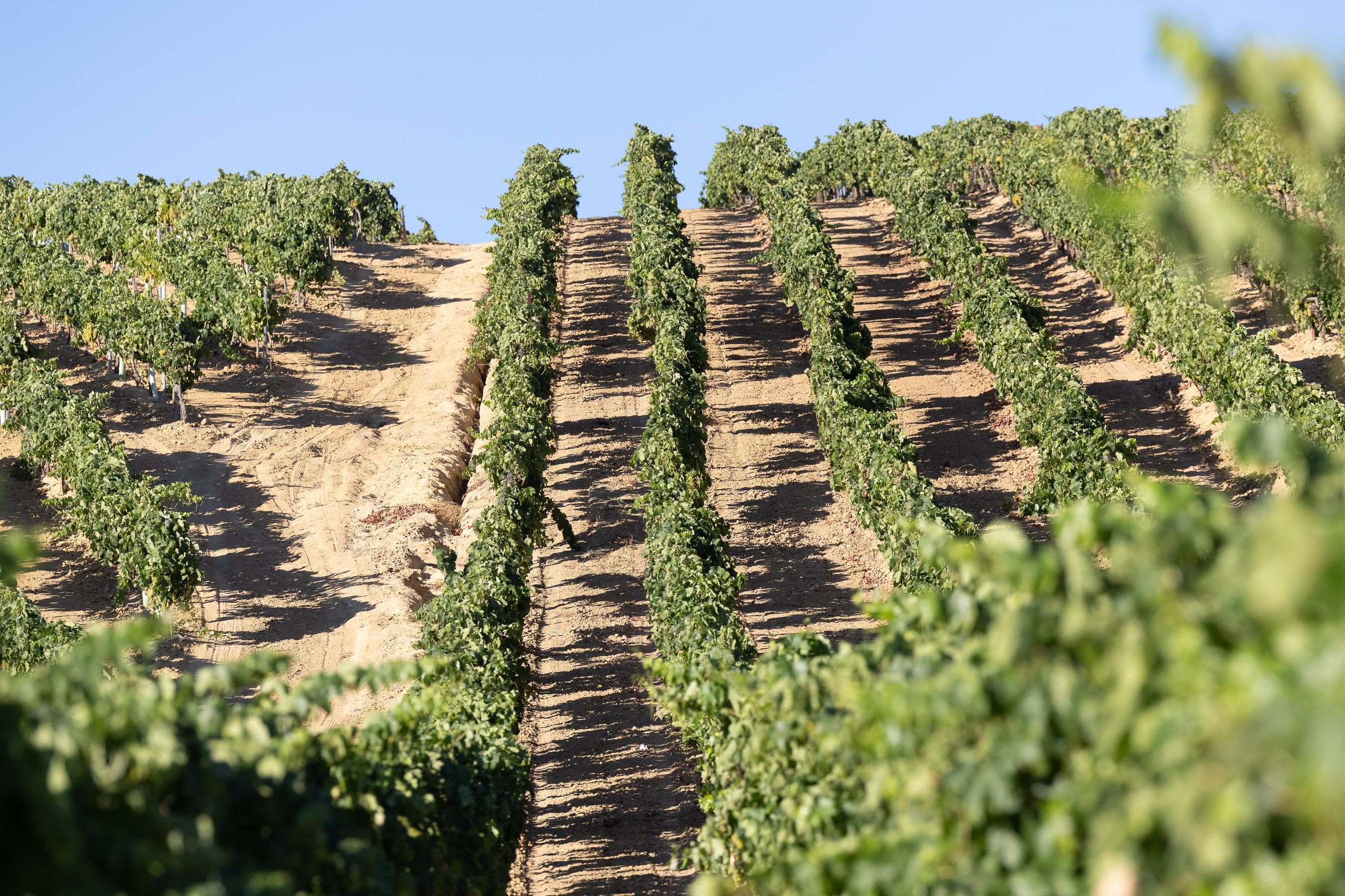 Organizan una ruta de senderismo entre viñedos de Jerez para conocer la historia del vino