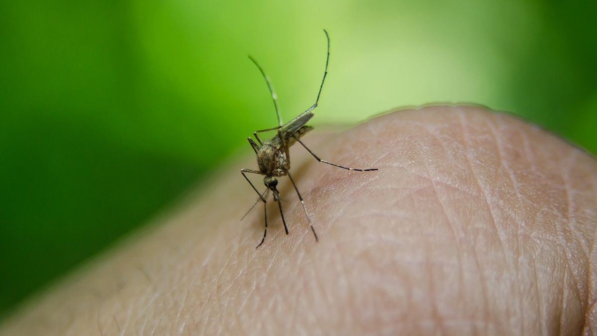 Fallece una anciana en Sevilla por la picadura del mosquito del virus del Nilo: 