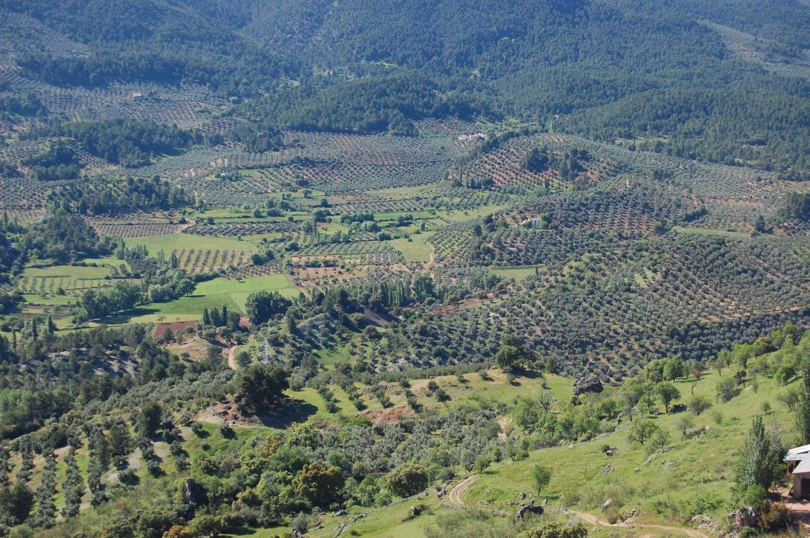 Imagen del campo andaluz. Pepitas de Almendra, albaricoque, paraguayo, melocotón. - 