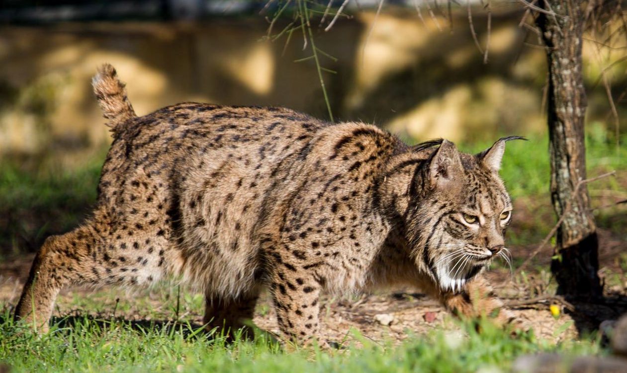 La sequía cambia el comportamiento y la dieta del lince ibérico en Doñana: 