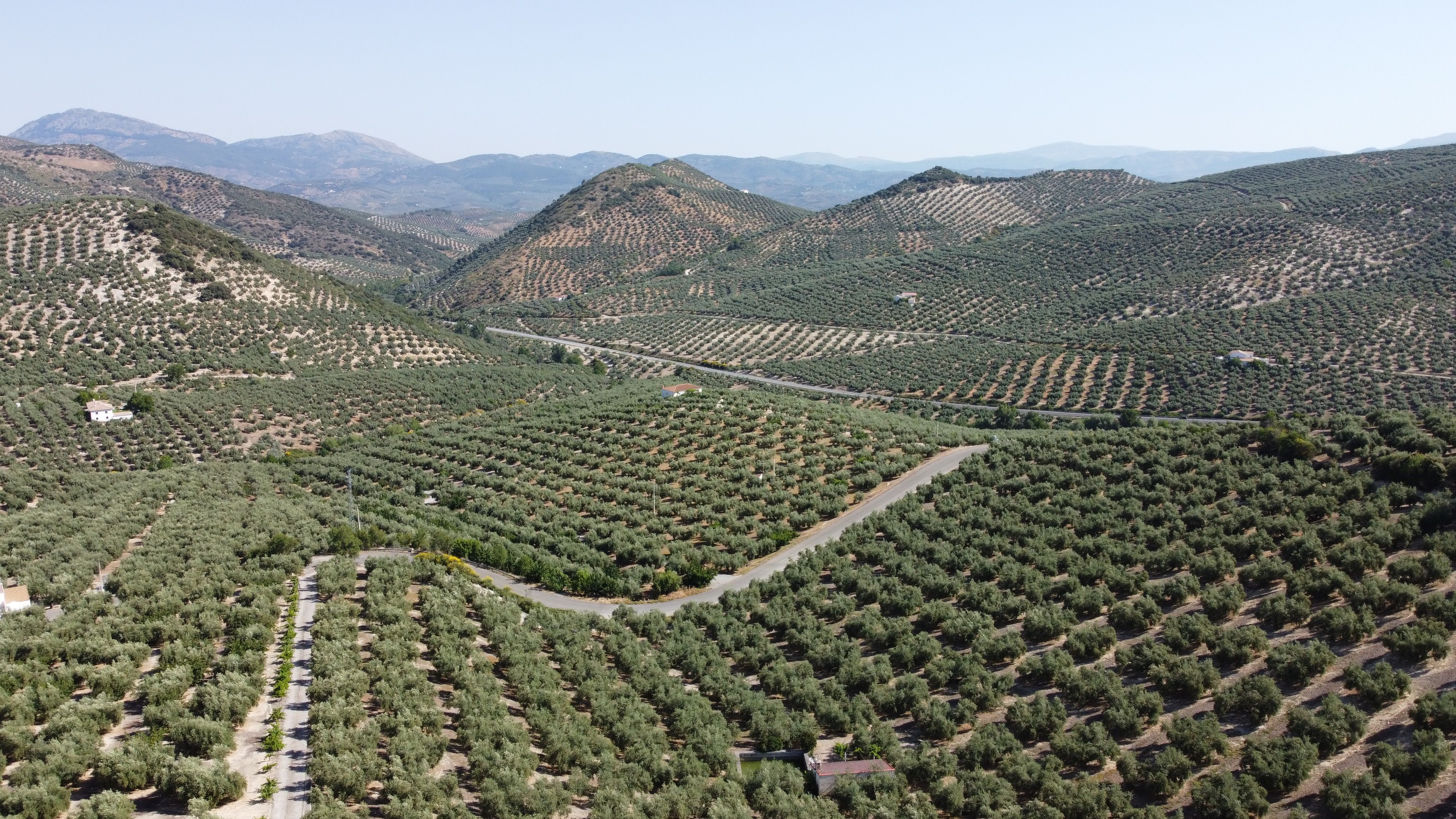 Un olivar de Jaén a vista de drone - JUAN CARLOS TORO