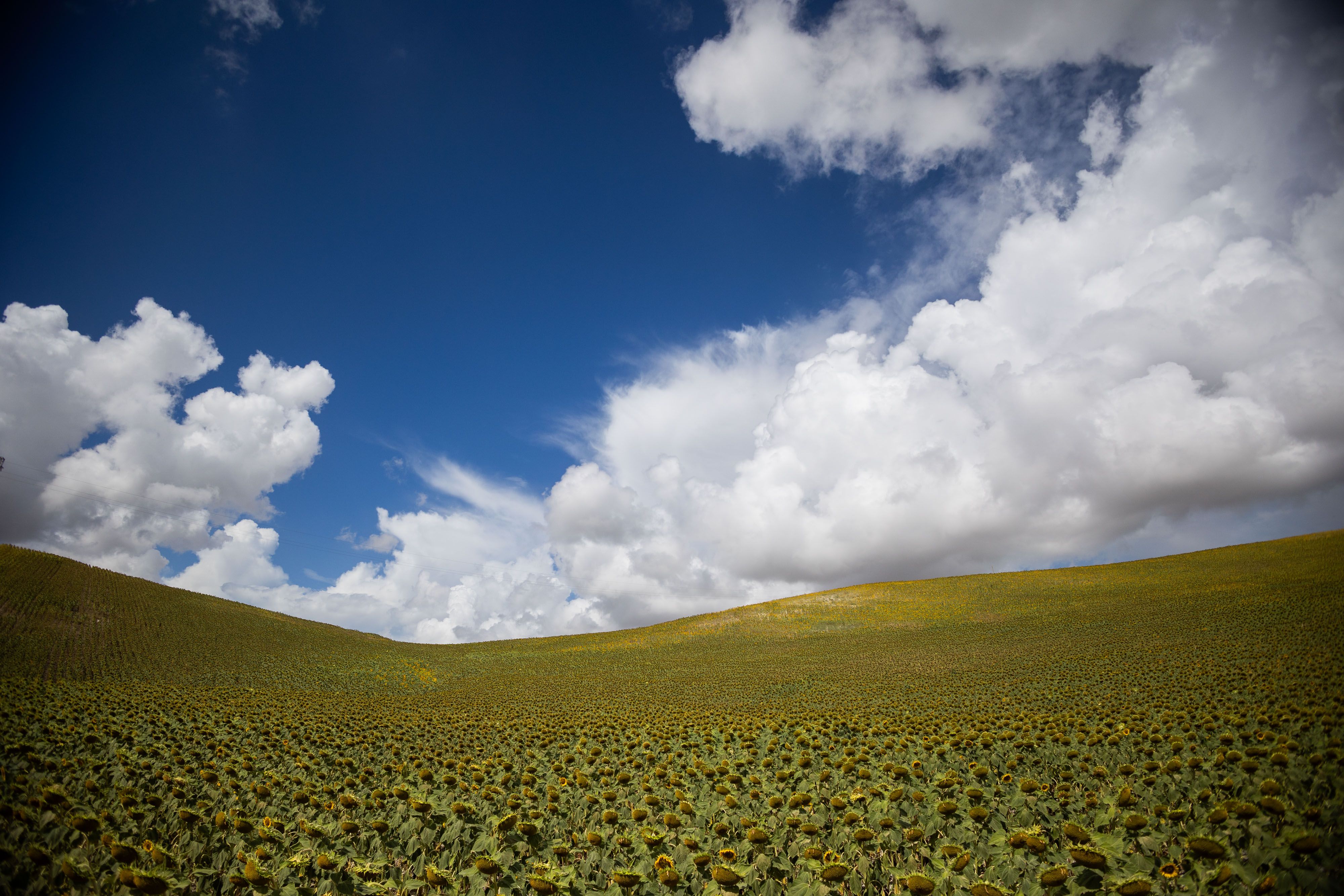 Un campo de girasoles bajo un cielo repleto de nubes. - MANU GARCÍA