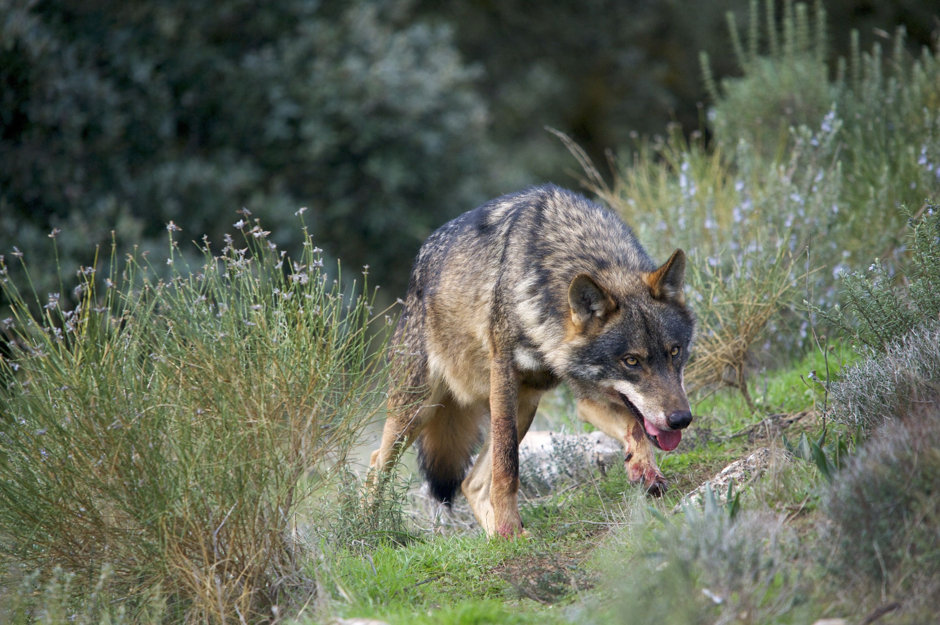 Lobo ibérico en una fotografía de archivo. - 