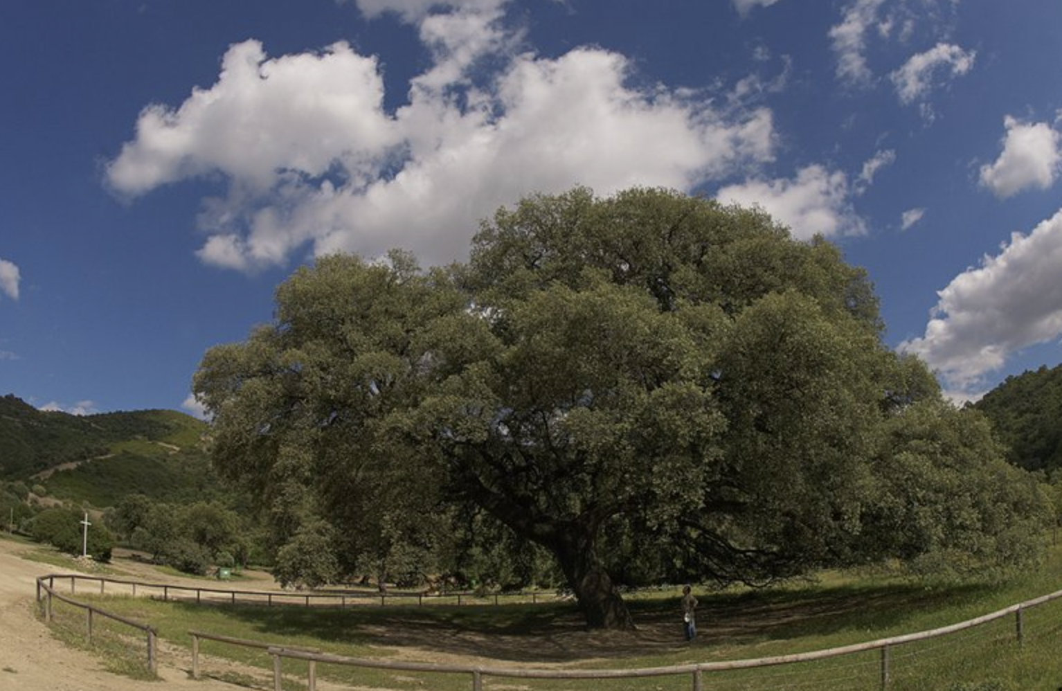 El Chaparro de la Vega de Coripe aspira a ser el árbol del año en Europa. - El Chaparro de la Vega de Coripe aspira a ser el árbol del año en Europa.