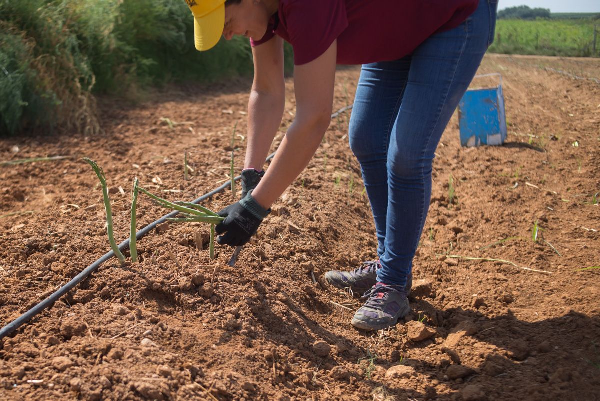 Una agricultora, en una imagen de archivo.   - MANU GARCÍA