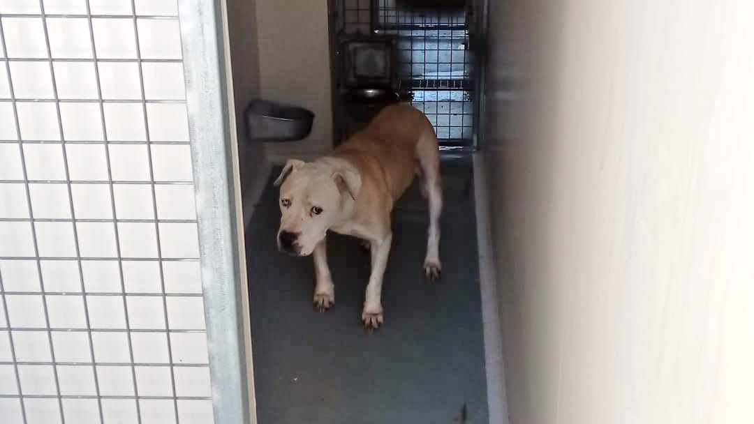 Caos en el zoosanitario de Sevilla: perros dos años sin salir de su 'celda' de 3 metros por falta de personal