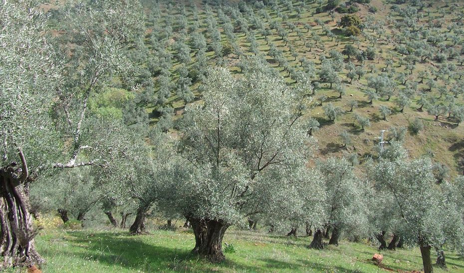  Imagen de archivo de un olivar. - 