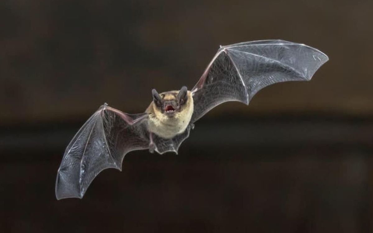 Muere un niño de rabia en Canadá tras despertar con un murciélago en la cara