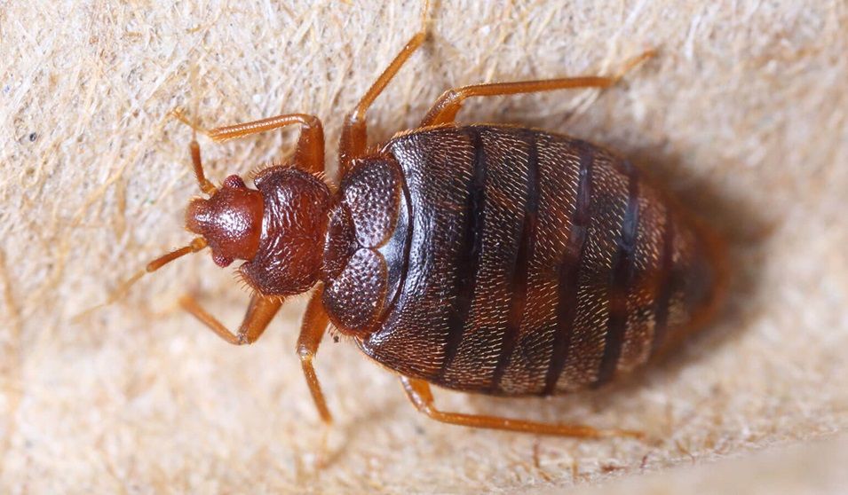 La plaga de chinches mantiene a España en alerta: consejos para evitarlas y eliminarlas de las casas