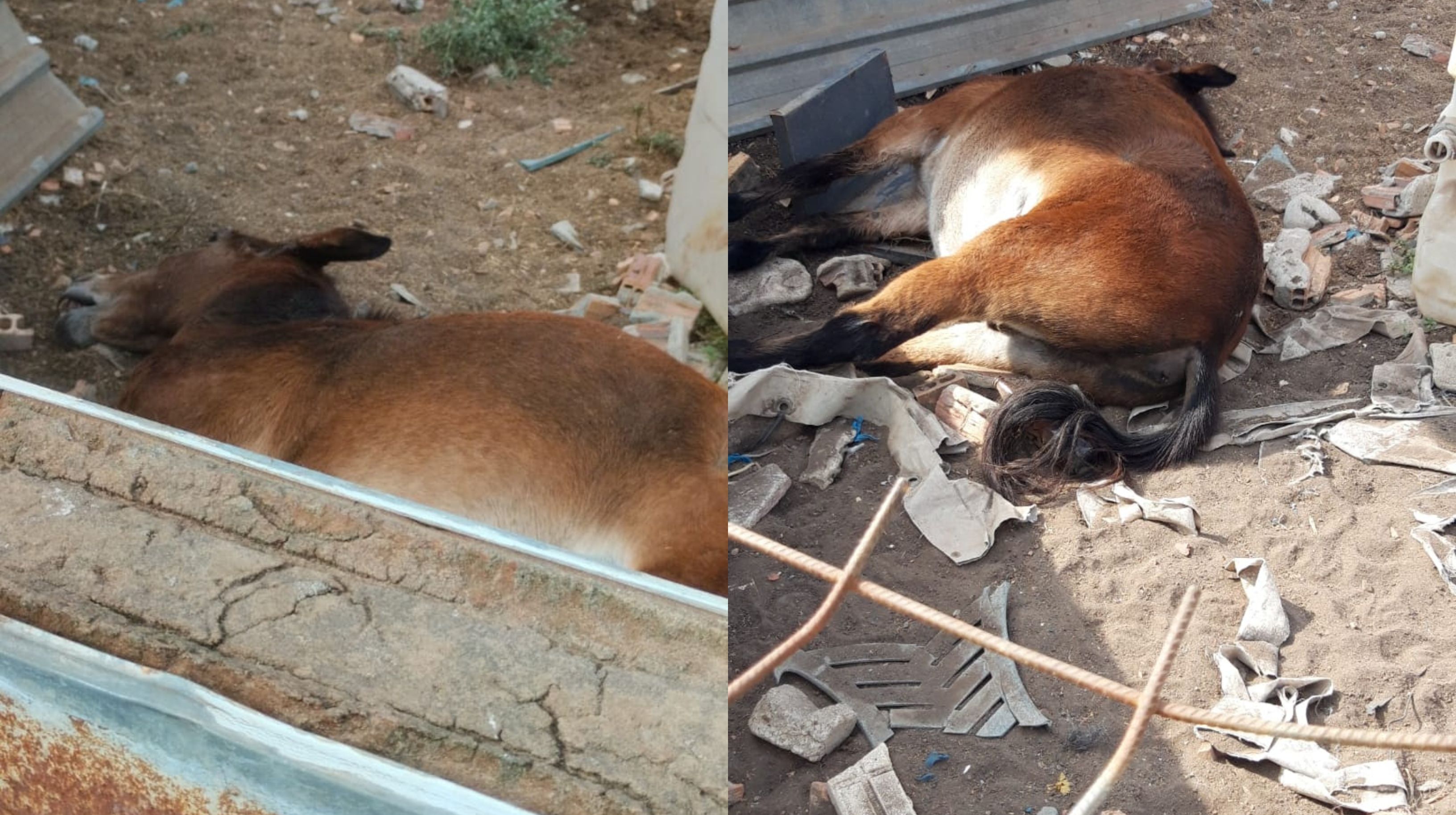 Aparece un caballo muerto en el terreno municipal de Algeciras donde había una yegua maltratada