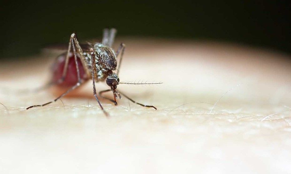 El menú favorito de los mosquitos no es la 'sangre dulce': este es el verdadero imán que los atrae